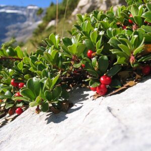 Uva Ursi “Kinnickinnick”
