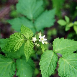 Patchouli Leaf
