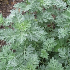 Wormwood Herb