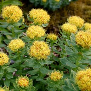 Rhodiola Rosea