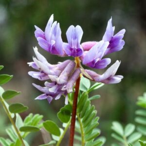 Astragalus