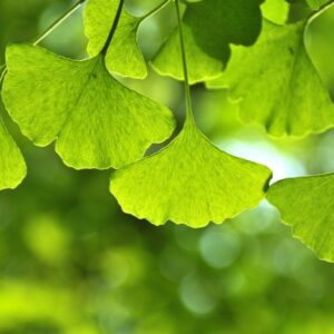 Ginkgo