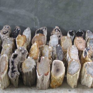Petrified Wood Tumbled