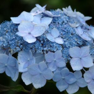 Hydrangea Root Powder