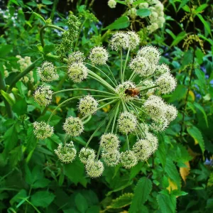Angelica Root