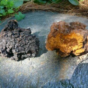 Chaga Mushrooms