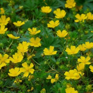 Cinquefoil Herb