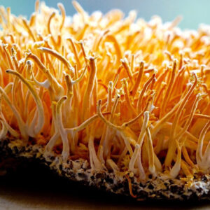 Cordyceps Mushrooms