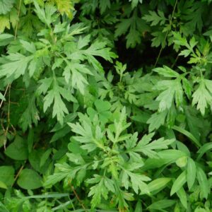 Mugwort