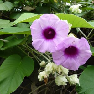 Hawaiian Baby Woodrose