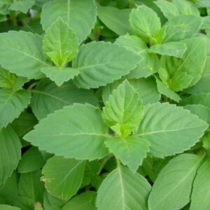 Holy Basil Leaf Krishna