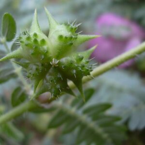 Tribulus Fruit