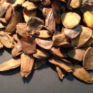 Akuamma (Picralima Nitida) Powder/Capsules