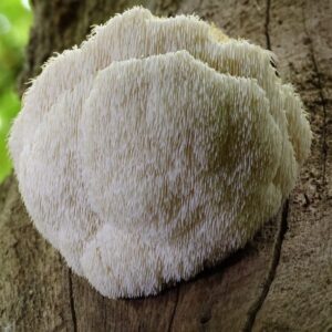 Lions Mane Mushrooms/powder