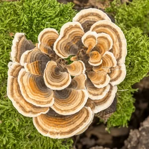 Turkey Tail Mushroom