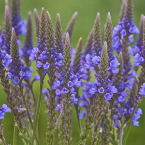 Vervain