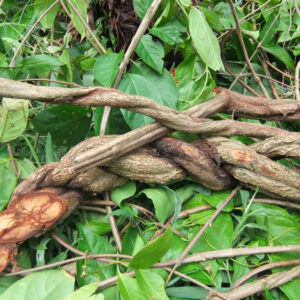 Yage (B. Caapi)