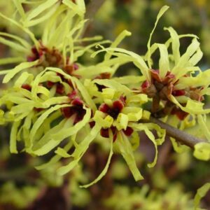 Witch Hazel Leaf