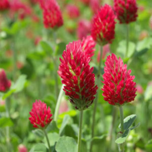 Red Clover