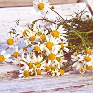 Chamomile