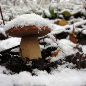 Snow Fungus Mushrooms