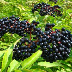 Elderberry