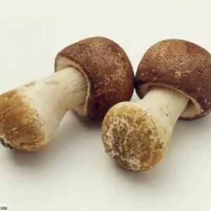 Agaricus Mushrooms