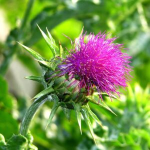 Milk Thistle
