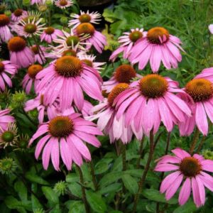 Echinacea