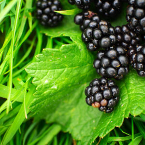 Blackberry Leaf
