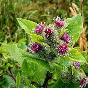 Burdock