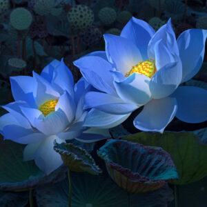 Blue Lotus Flower
