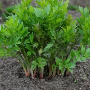 Lovage Root Sliced