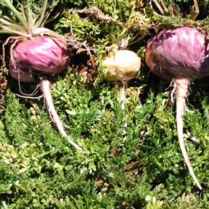 Red Maca