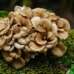 Maitake Mushrooms Whole/powder