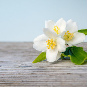 Jasmine Flowers