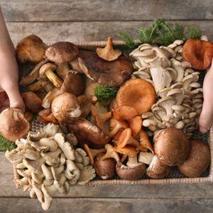 Poria Mushrooms