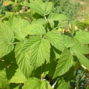 Raspberry Leaf