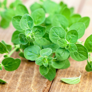 Oregano Leaf
