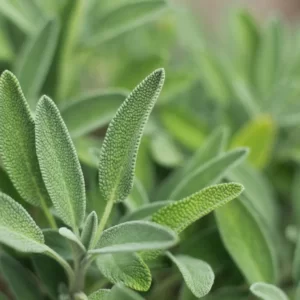 White Sage Leaf