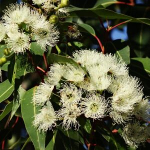 Eucalyptus