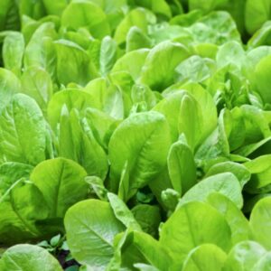 Wild Lettuce