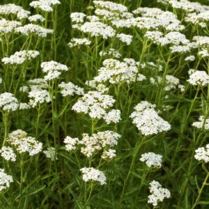 Yarrow Flower/Powder