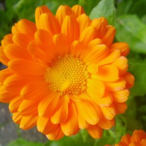 Calendula