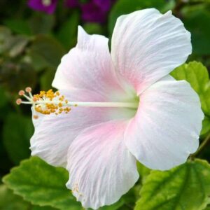 Hibiscus Flower