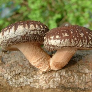 Shitake Mushroom Powder